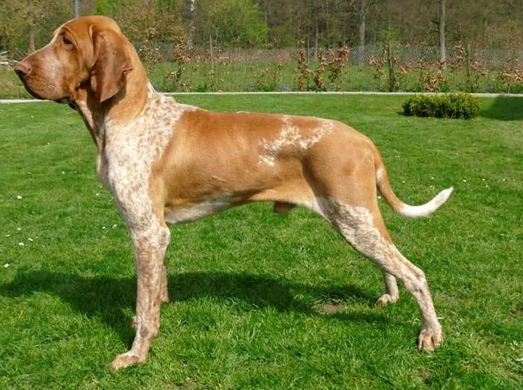 Bracco maschio adulto