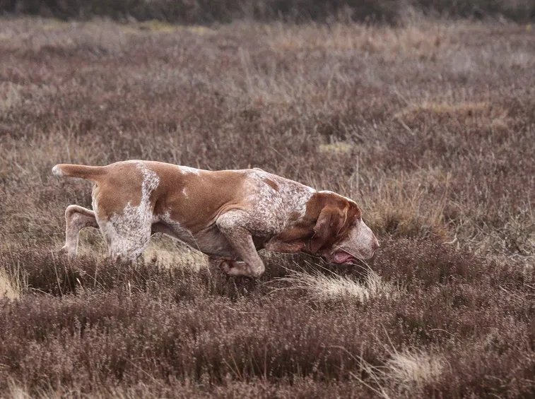 Bracco italiano