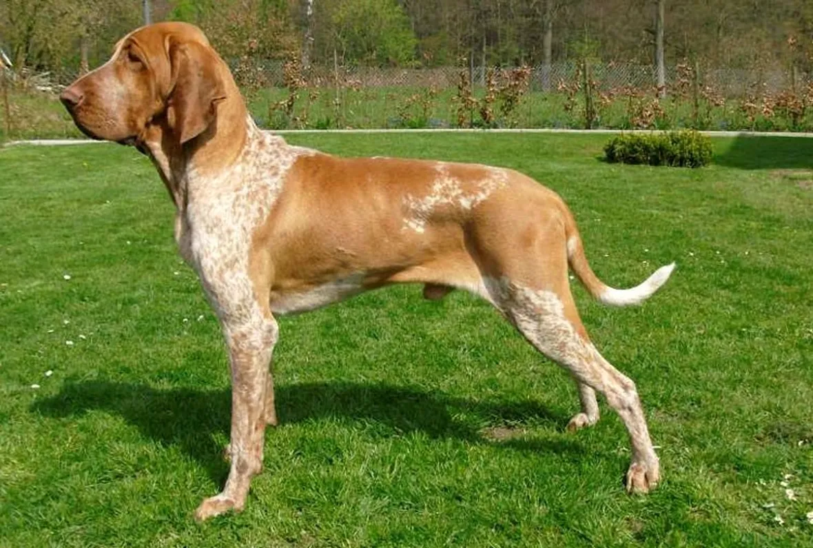 Bracco maschio adulto