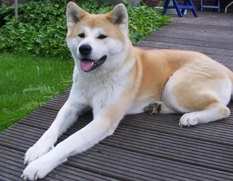 Un esemplare di Akita