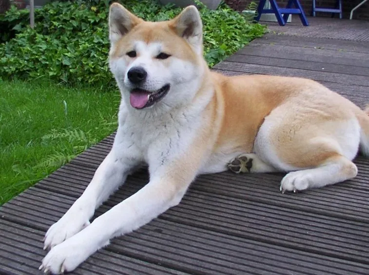 Un esemplare di Akita
