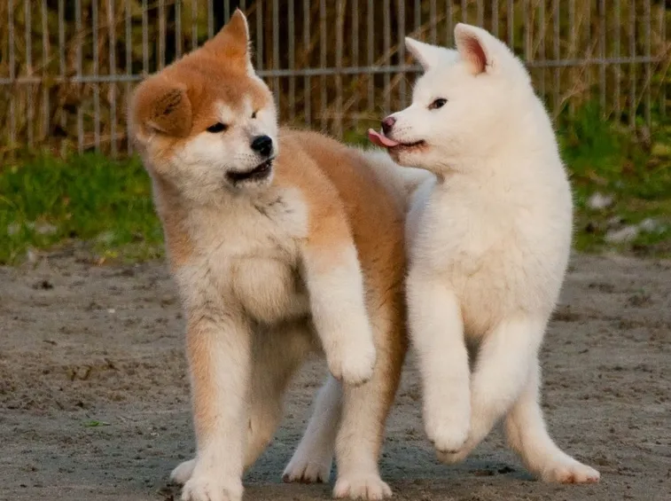 Splendidi cuccioli di Akita
