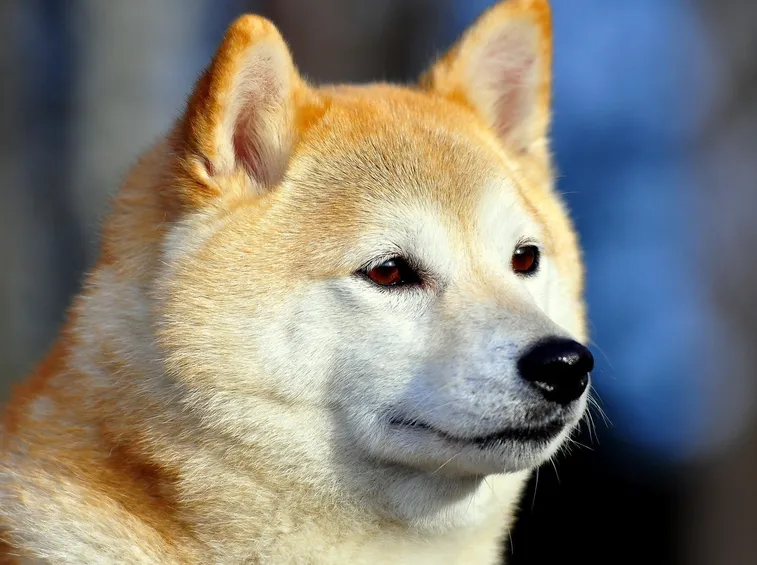 Lo sguardo attento di un Akita