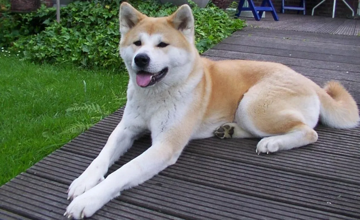 Un esemplare di Akita