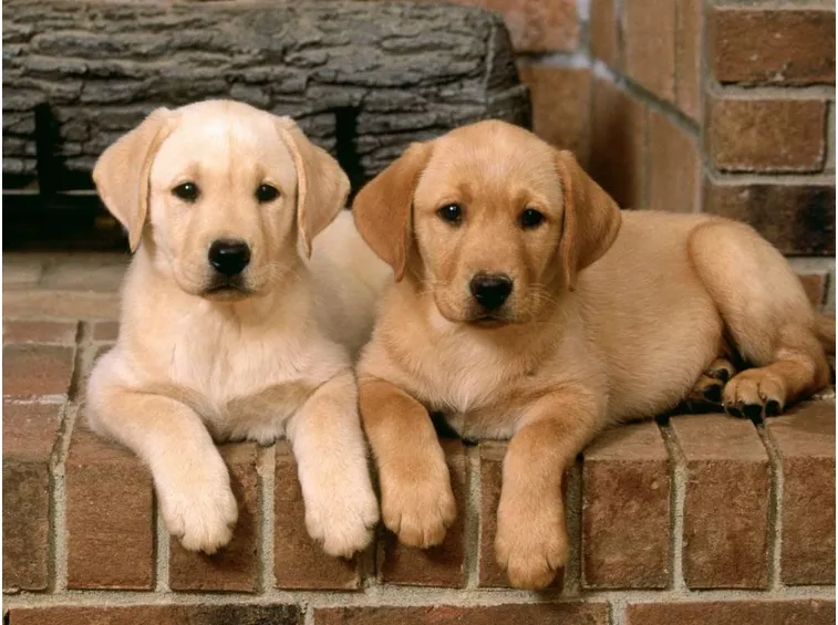 labrador