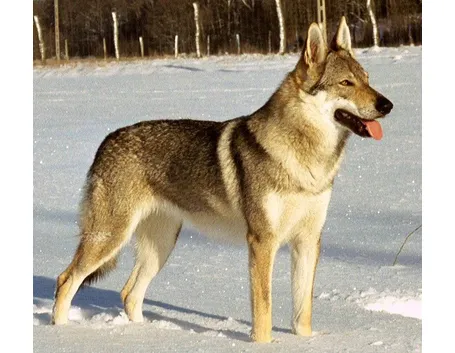 Cane lupo cecoslovacco