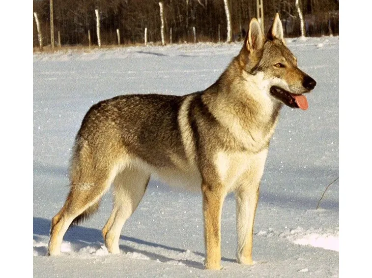Cane lupo cecoslovacco