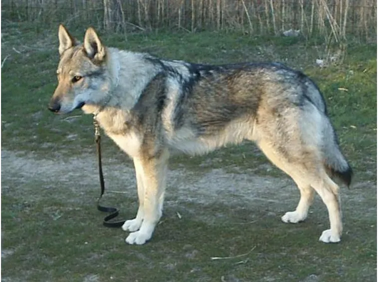 Cane lupo cecoslovacco