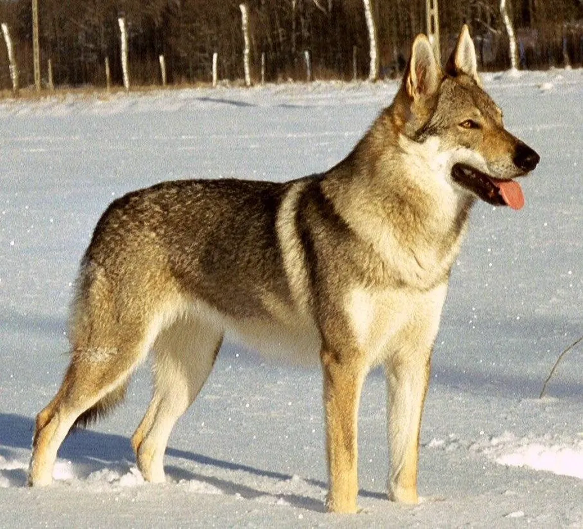 Cane lupo cecoslovacco