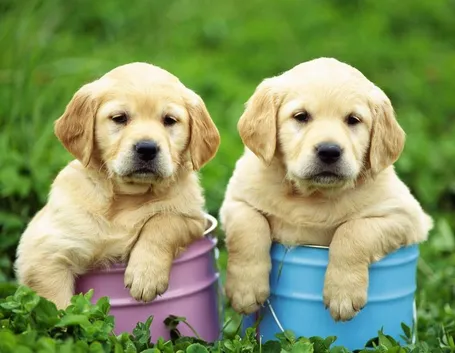 cuccioli di labrador