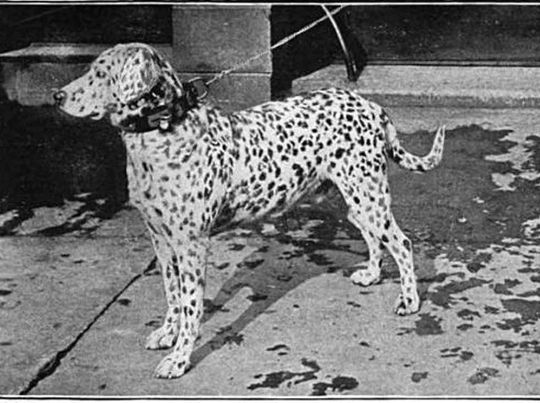 Vecchia foto di un dalmata