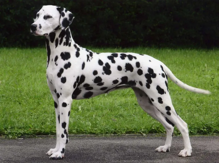 Il dalmata è un cane forte e muscoloso
