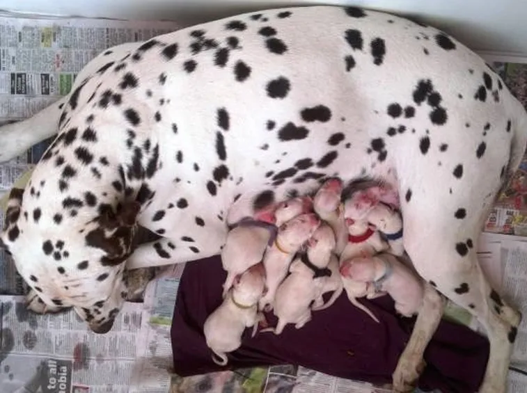 Alla nascita i dalmata sono bianchi