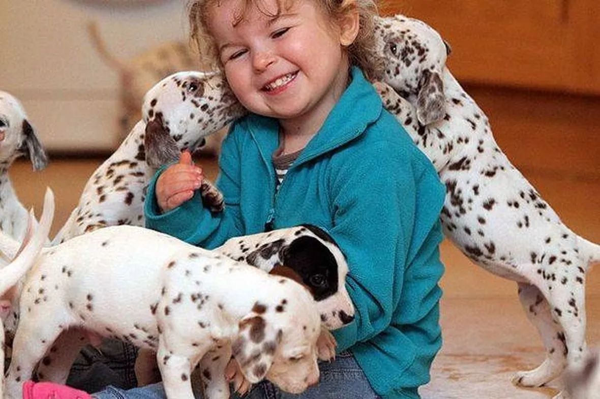 Il dalmata è un perfetto compagno di giochi per i bambini