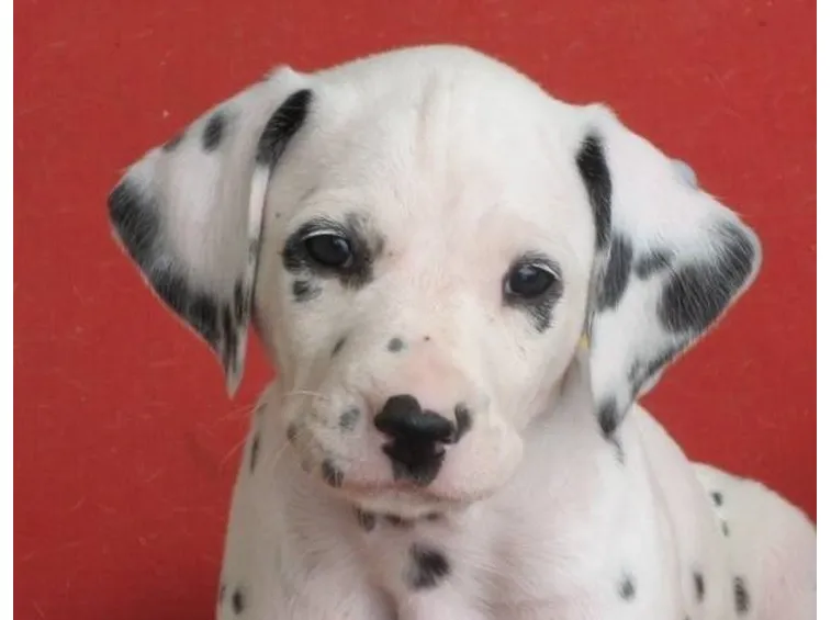 Cucciolo di dalmata