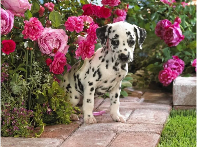 Cucciolo di dalmata che gioca