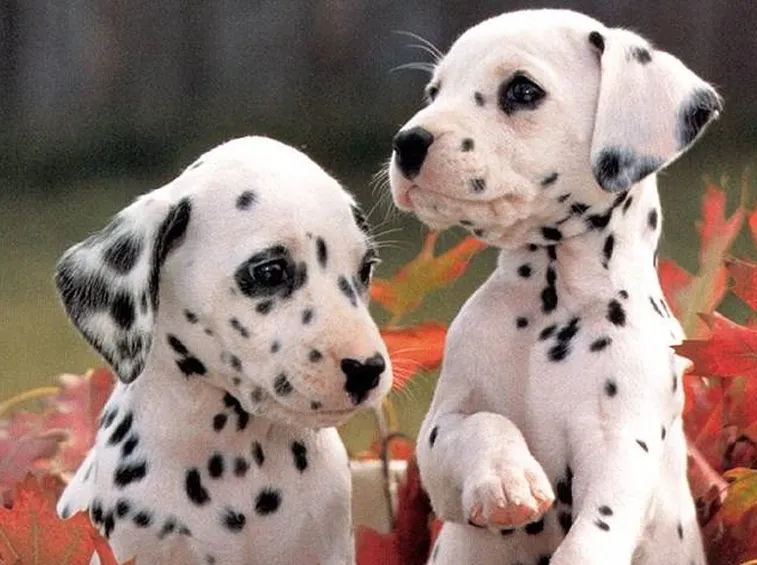 Dalmata