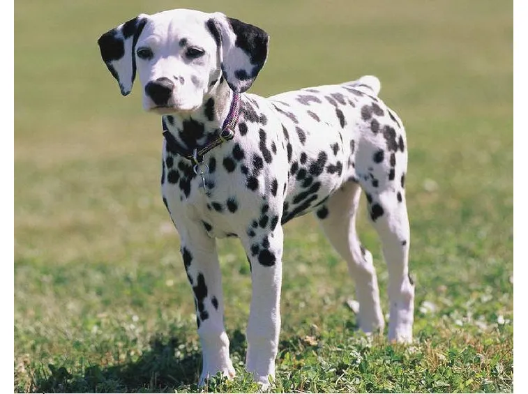 Dalmata durante una passeggiata