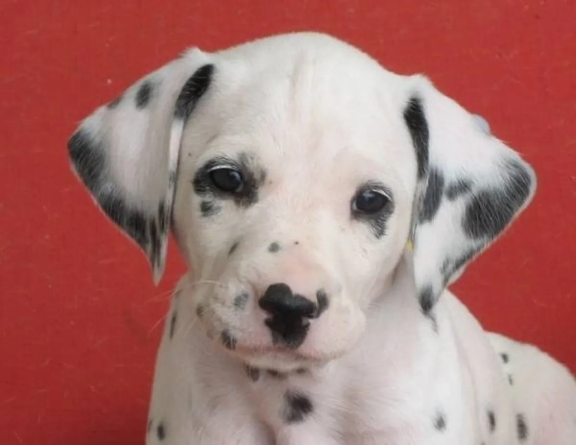 Cucciolo di dalmata