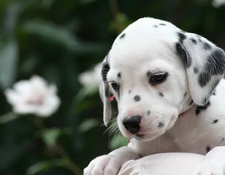 Cuccioli di dalmata