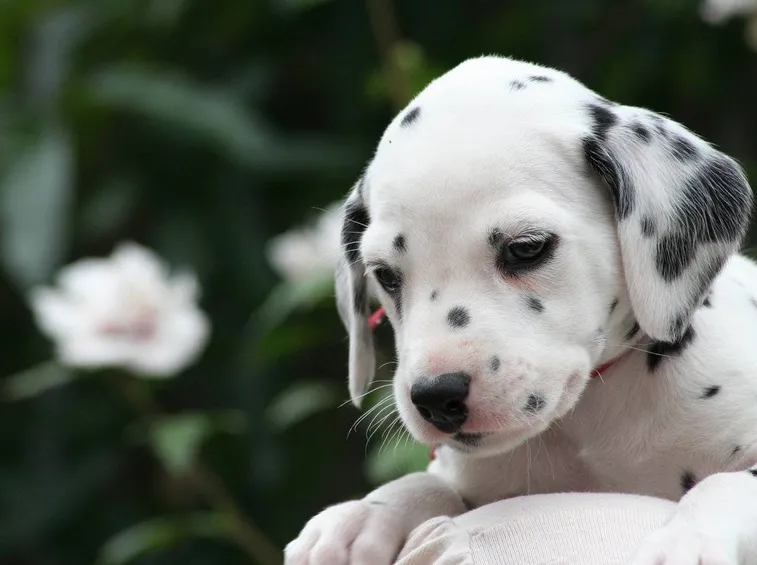 Cuccioli di dalmata