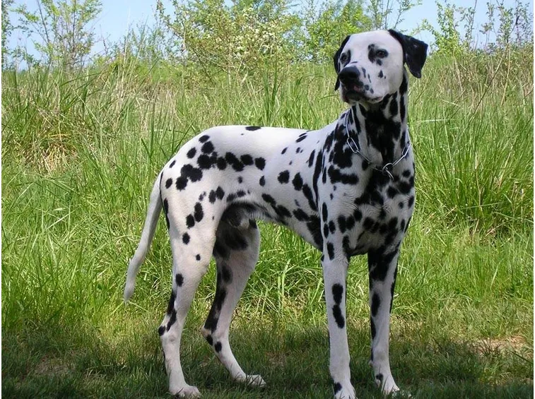 Esemplare di dalmata