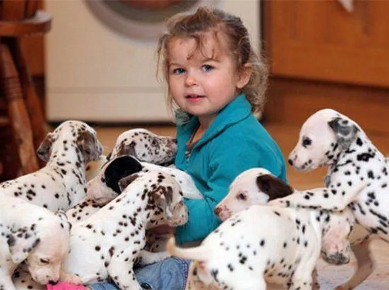 Il dalmata viene allevato come cane da compagnia