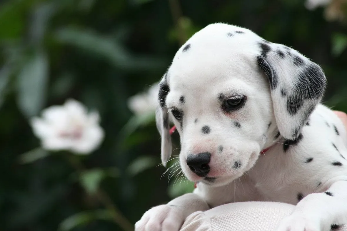 Cuccioli di dalmata