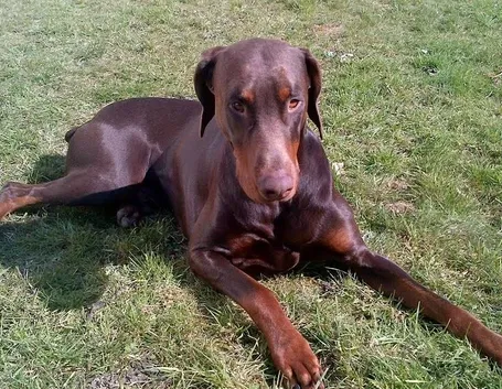Esemplare di dobermann marrone con le orecchie integre