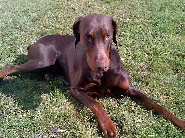Esemplare di dobermann marrone con le orecchie integre