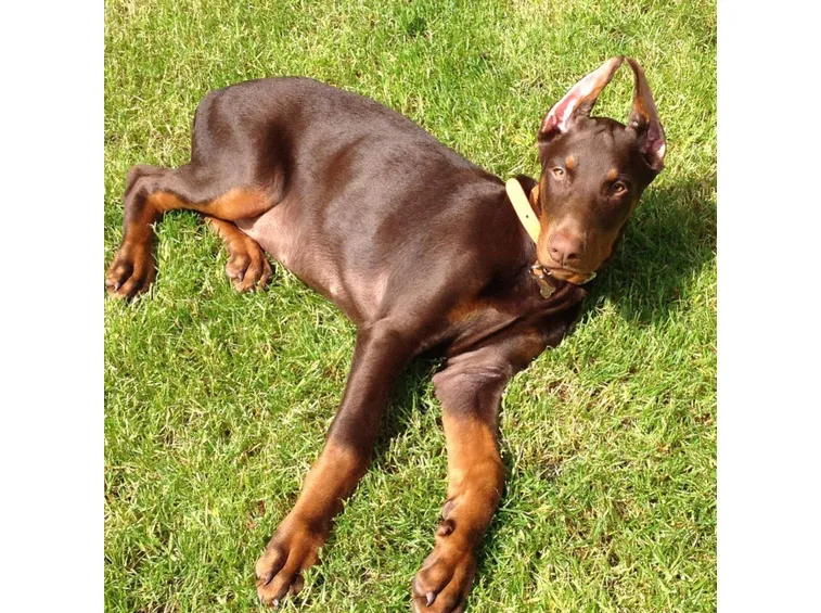 Dobermann marrone con le orecchie amputate