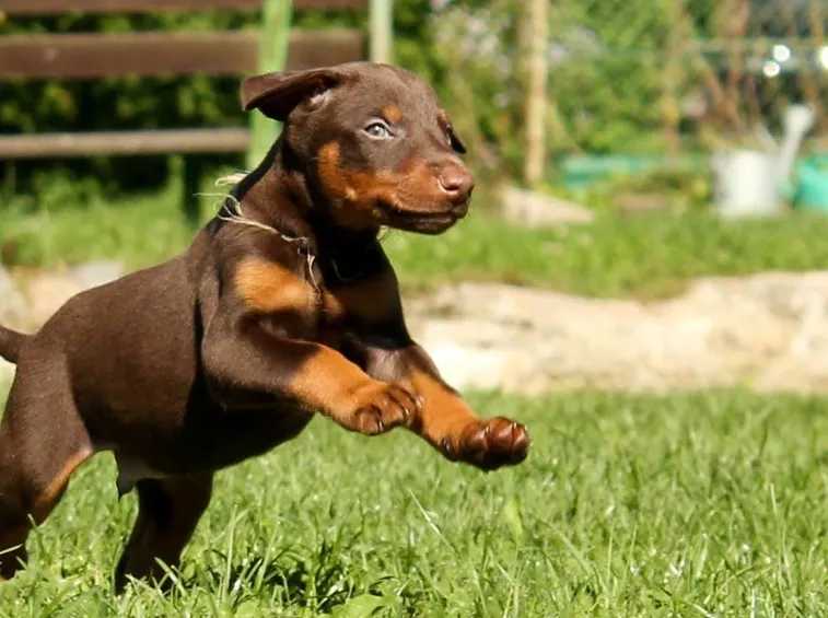 La salute del cane, inizia con una corretta alimentazione
