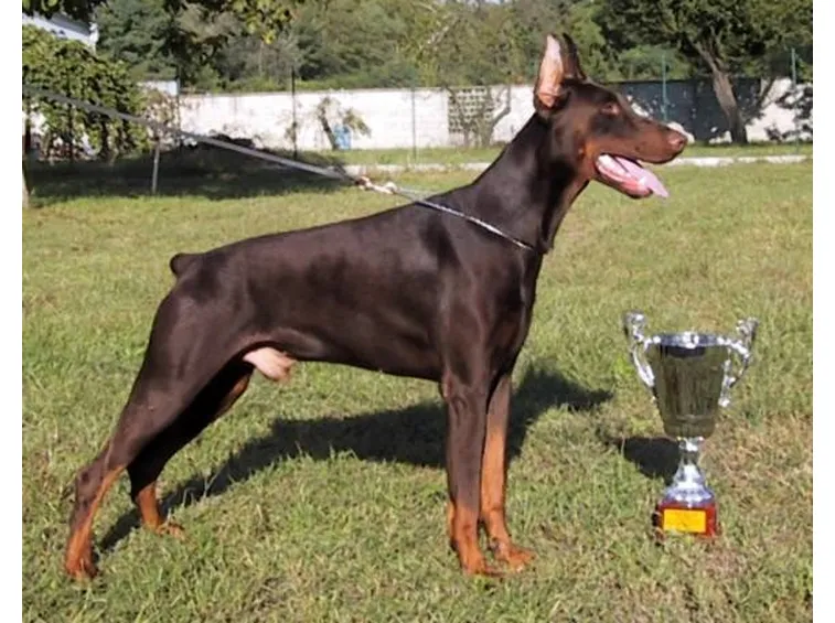 Splendido esemplare di doberman