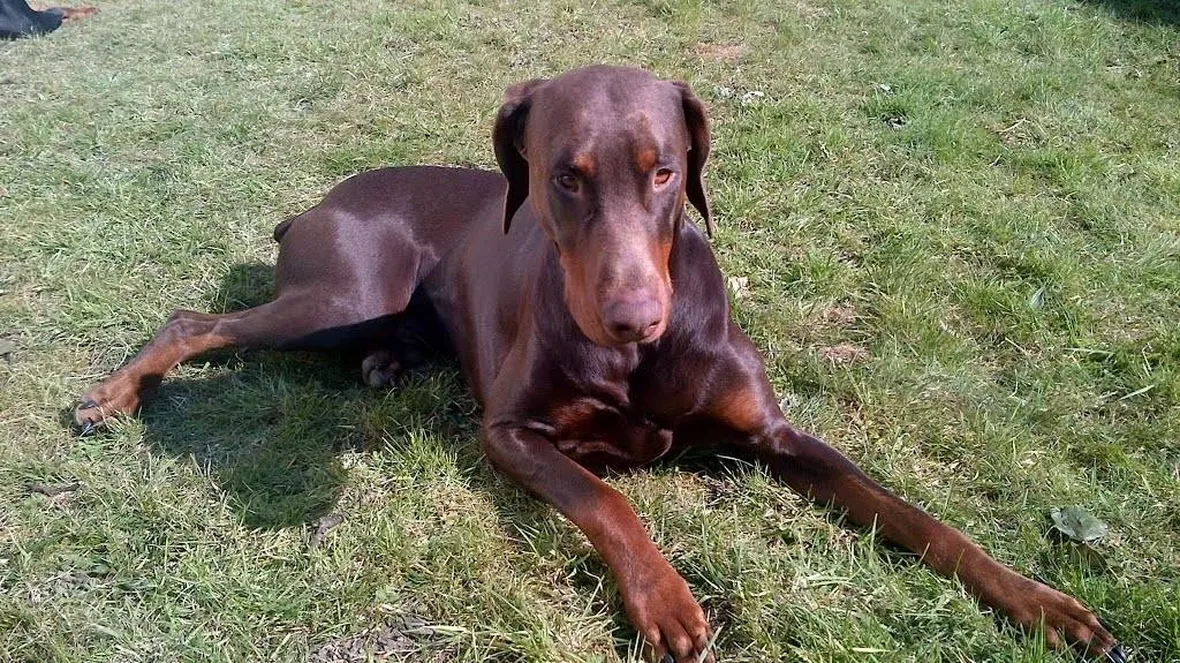 Esemplare di dobermann marrone con le orecchie integre