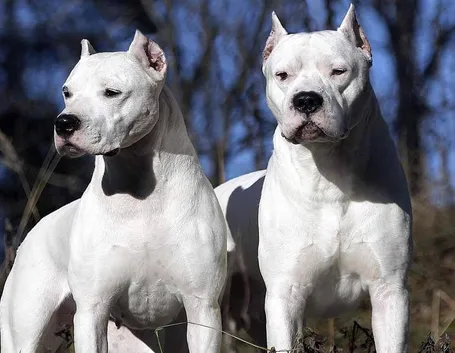 Il dogo argentino non è un cane aggressivo