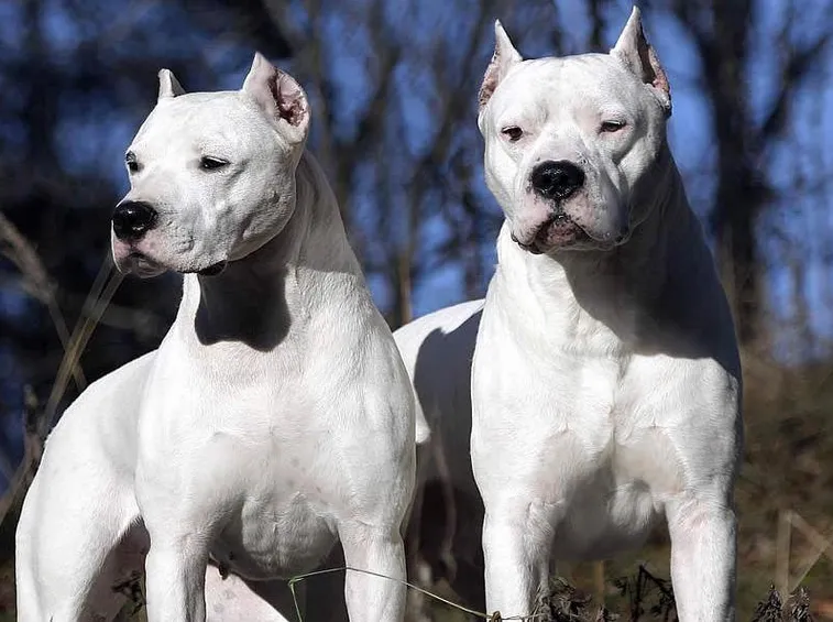Il dogo argentino non è un cane aggressivo