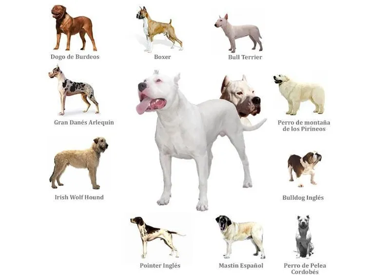 Origini del dogo argentino