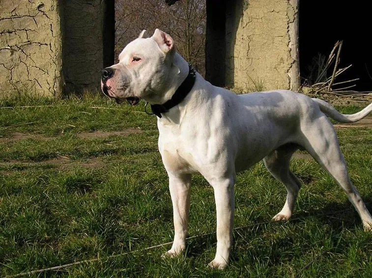 Esemplare di dogo argentino