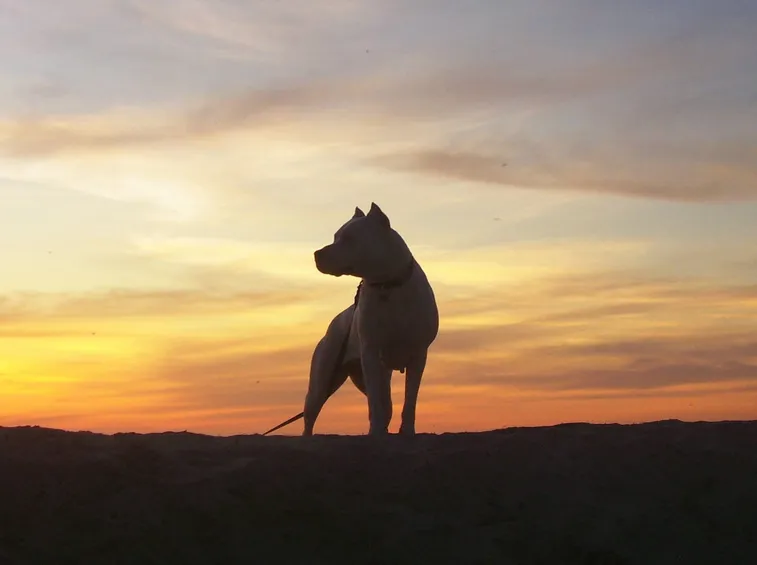 Il dogo argentino ha bisogno di passeggiate quotidiane