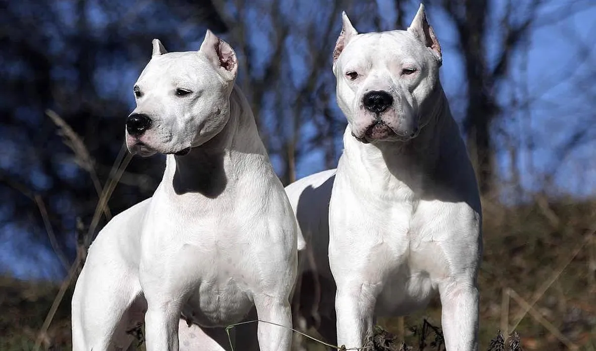 Il dogo argentino non è un cane aggressivo