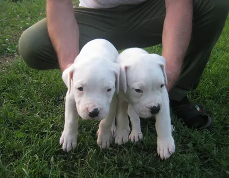 Cuccioli di dogo argentino