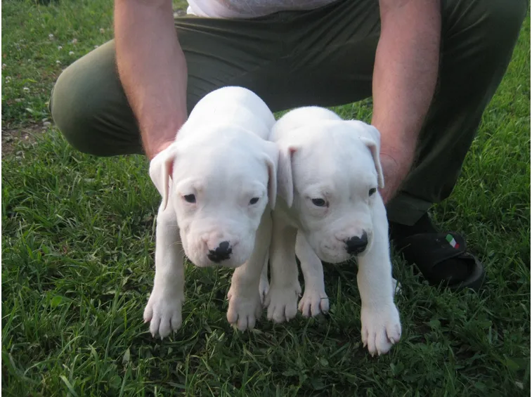 Cuccioli di dogo argentino