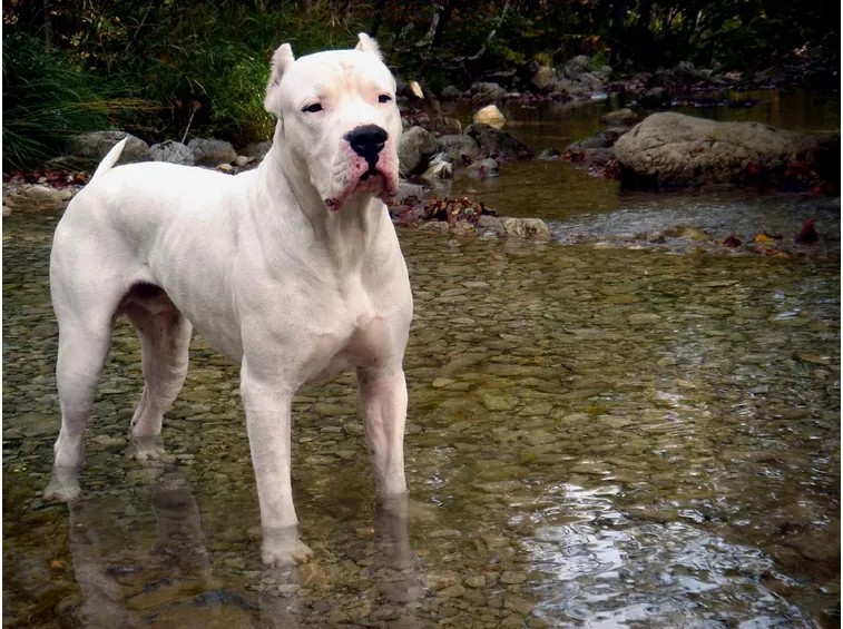 Dogo argentino adulto