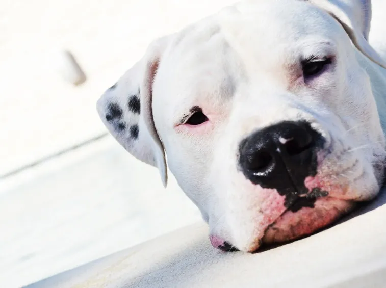 Dogo argentino con maculature