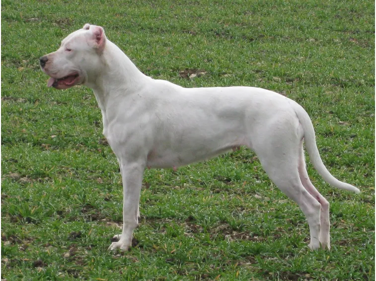 Dogo argentino