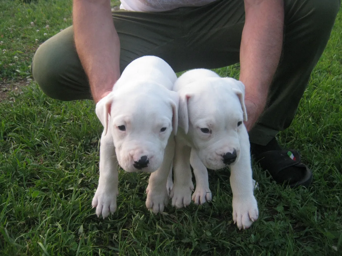 Cuccioli di dogo argentino