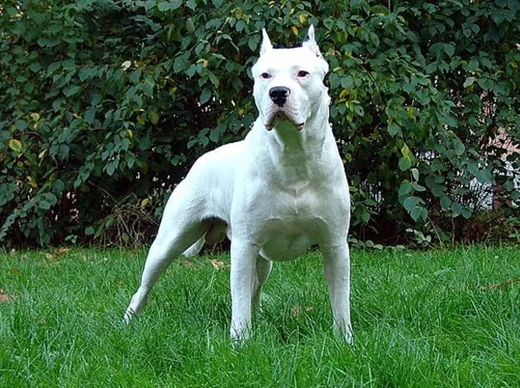 Dogo argentino