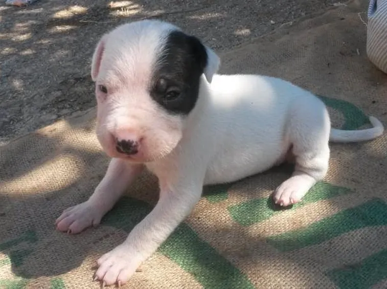 Cucciolo con grande macchia