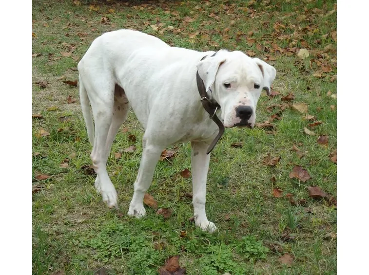 Dogo argentino