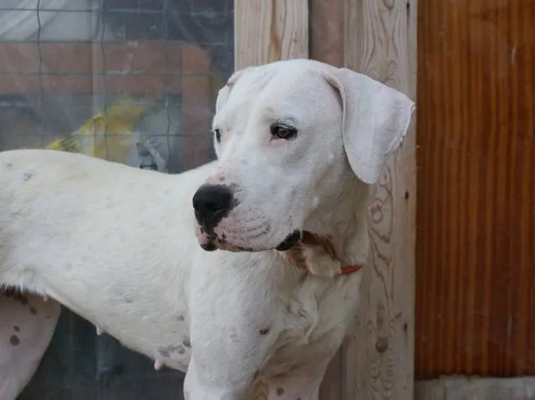 Dogo argentino